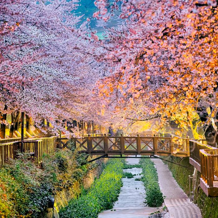 South Korea’s 2025 Garden Festivals: A Complete Guide for International Visitors