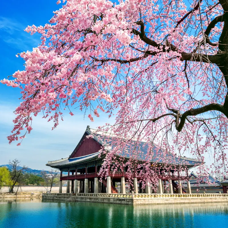 Gyeongbokgung Palace with cherry blossoms, a heritage site featured in AMP Interpro's Korea business consulting programs